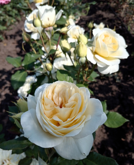 Элла (Ella)