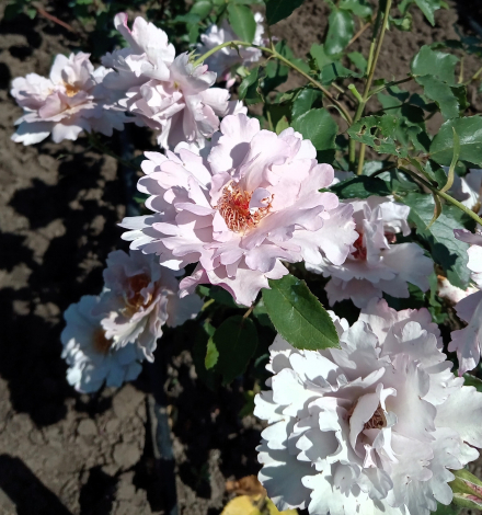 Тилия (Tilia) Couture Rose Tilia