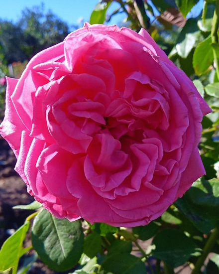 Боскобель (Boscobel)