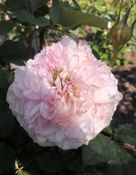 Розалинд ( Rosalind)