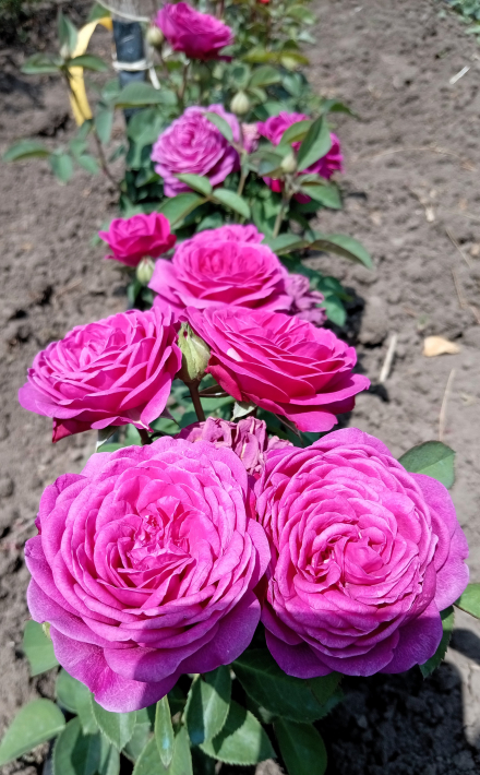 Хайди Клум (Heidi Klum Rose)