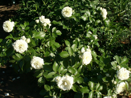 Алабастер (Alabaster)