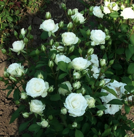 Вайт Лидия (White Lydia)