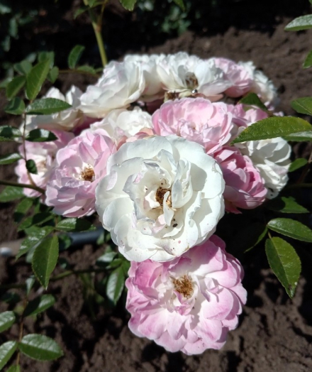 Пинк Морсдаг (Pink Morsdag)