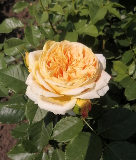 Голден Зест (Golden Zest)