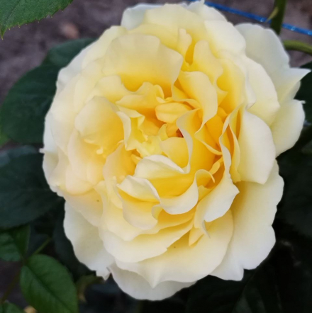 Сирано де Бержерак (Cyrano de Bergerac)