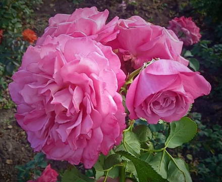 Агнес Шиллингер (Agnes Schilliger)