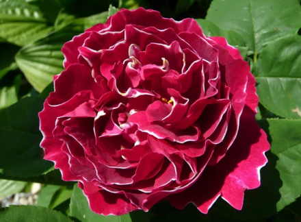 Барон Жиро де Лен (Baron Girod de L’Ain)