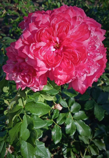Розариум Ютерсен (Rosarium Uetersen)
