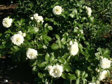 Алабастер (Alabaster)