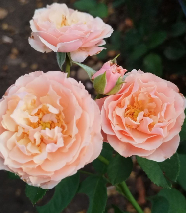 Твиггис Роуз (Twiggy’s Rose)
