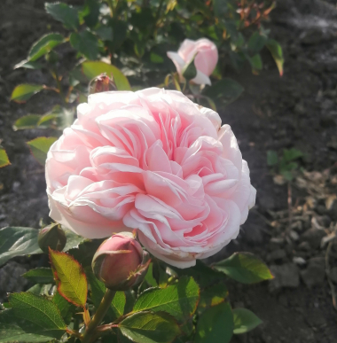 Э Шропшир Лэд (A Shropshire Lad)