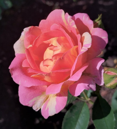 Роз де Цистерсьен (Rose des Cisterciens)